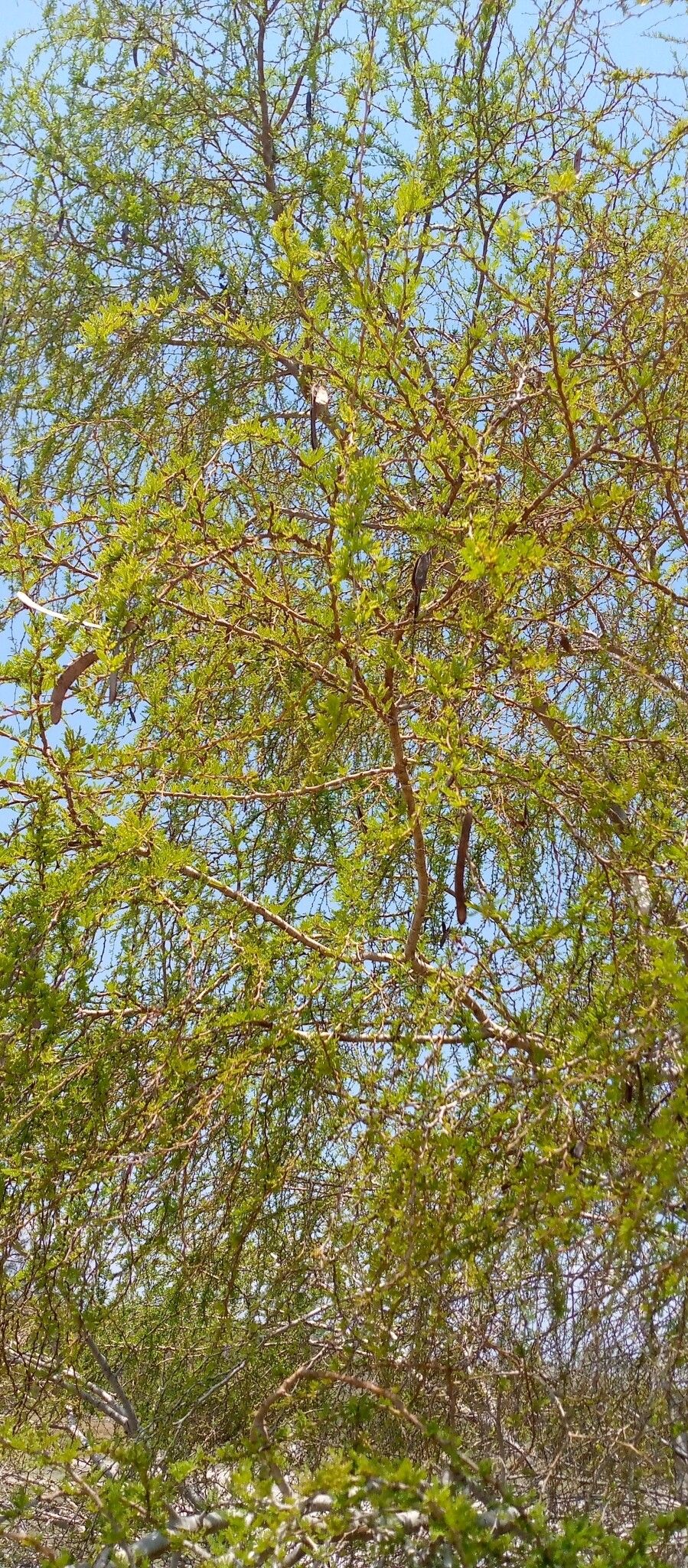 Vachellia bellula fruit