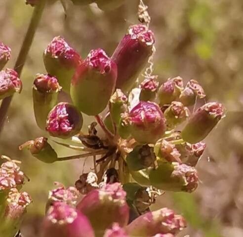 Peucedanum coriaceum fruit