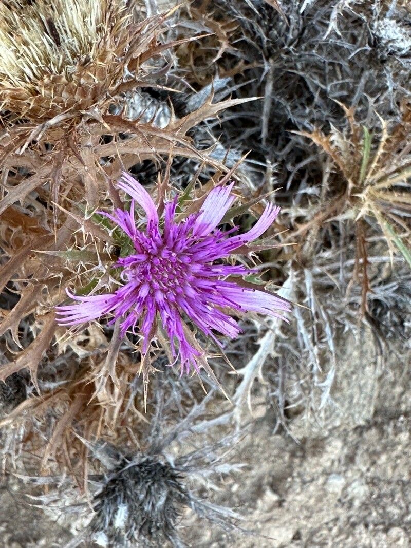 Atractylis tutinii — houseplant care guide