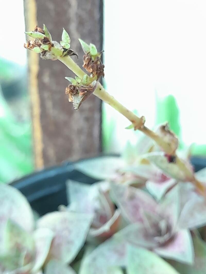 Crassula exilis bark