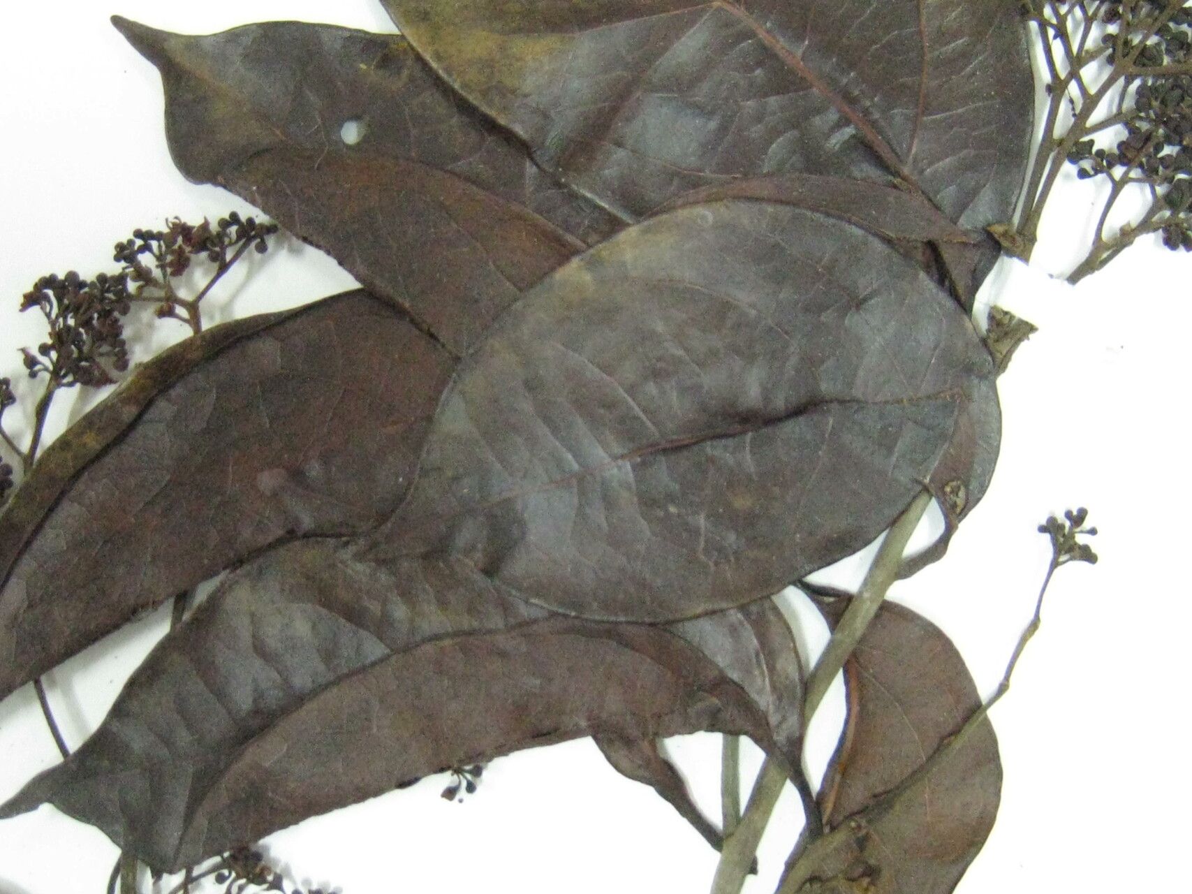 Ocotea schomburgkiana other