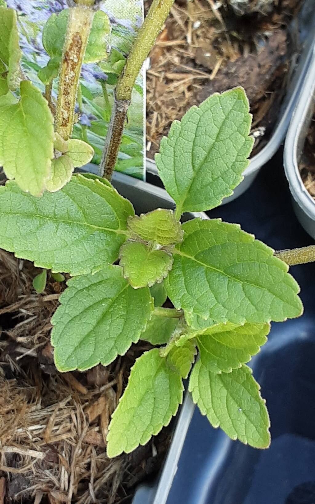 Nepeta manchuriensis — houseplant care guide