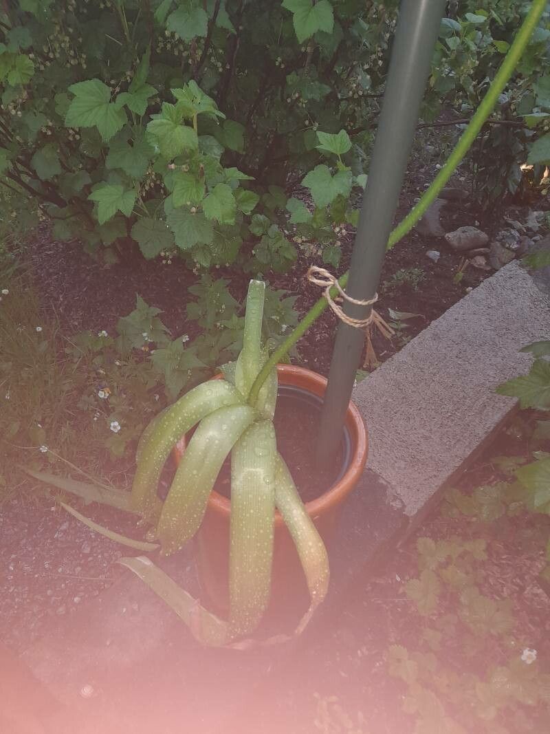 Stellarioides longebracteata leaf