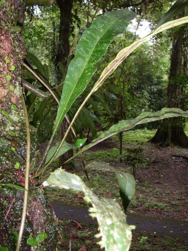 Elaphoglossum latifolium other