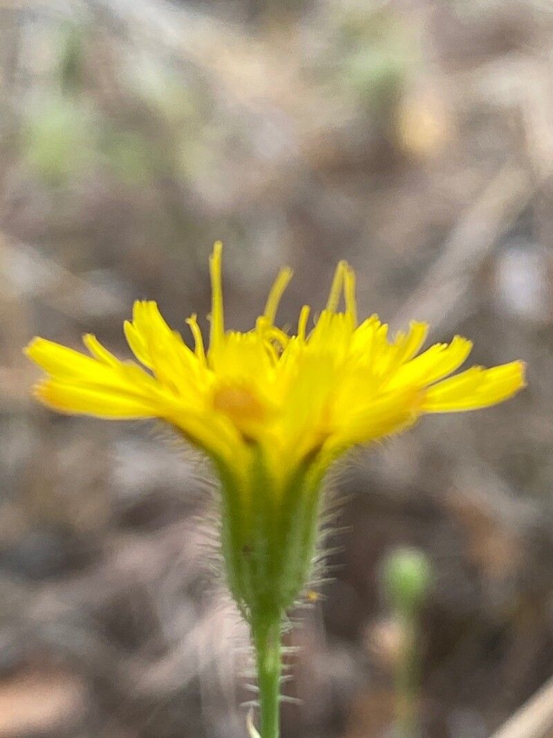 Hypochaeris achyrophorus flower