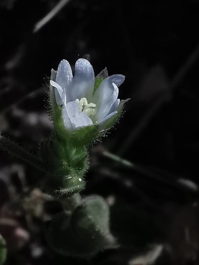 Cerastium brachypetalum flower