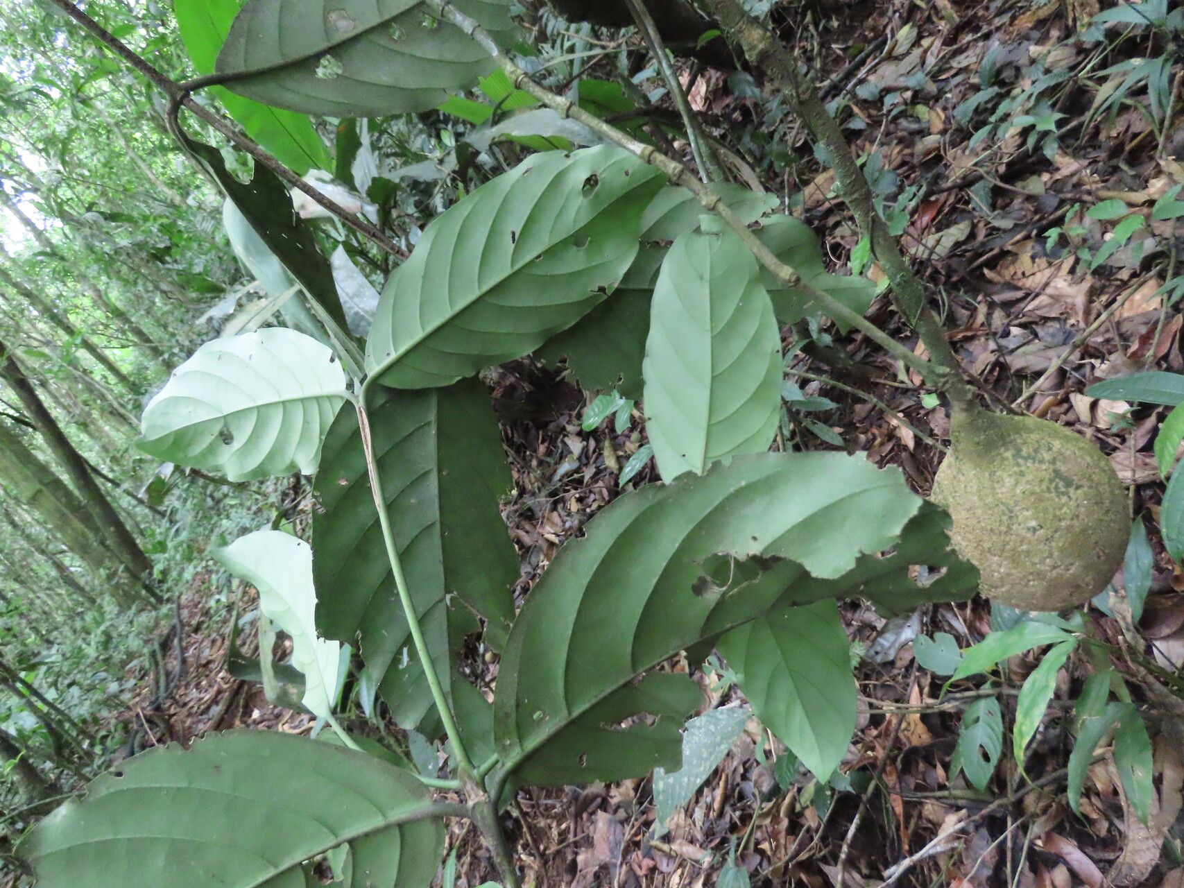Posoqueria grandifructa leaf