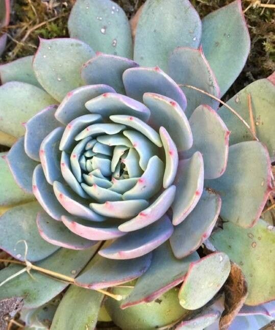Echeveria mondragoniana — search result for 'Echeveria'