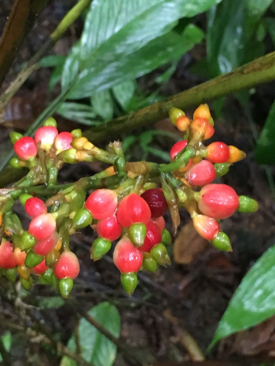 Renealmia concinna fruit