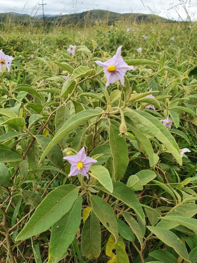Solanum campylacanthum flower