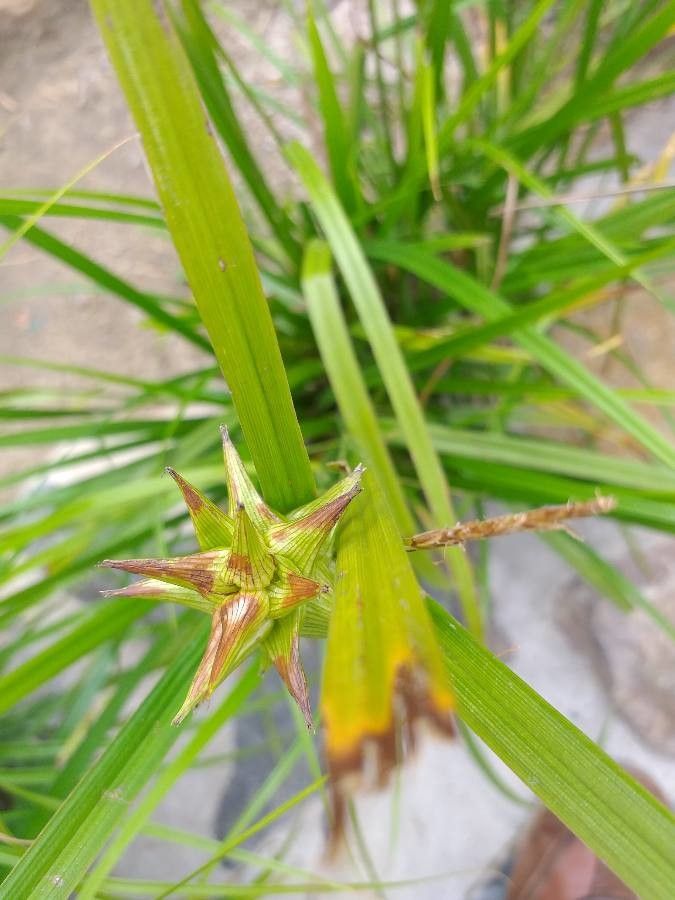 Carex grayi flower