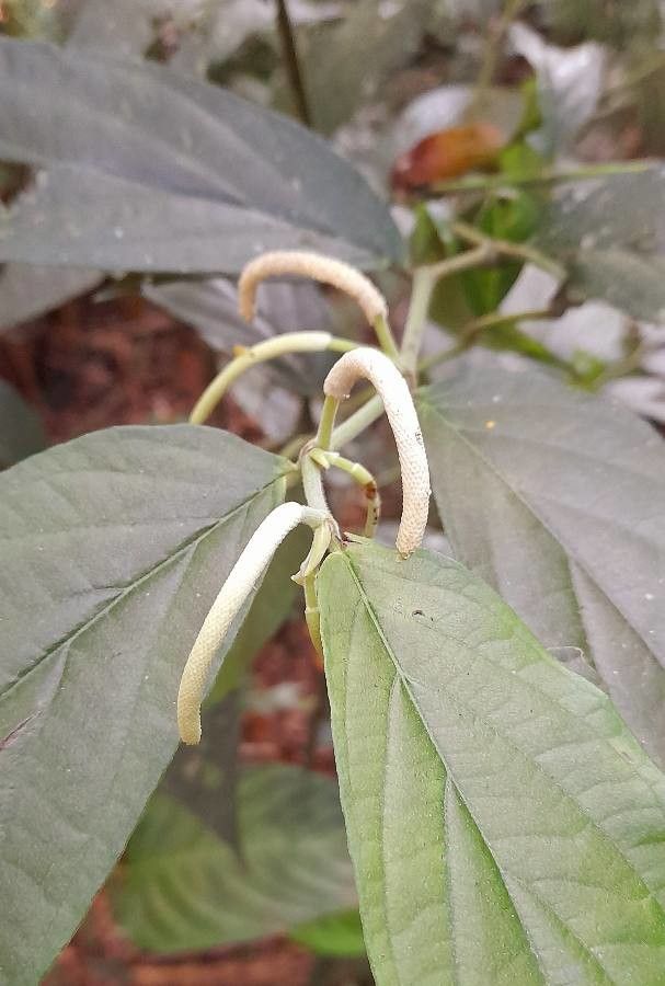 Piper amalago flower