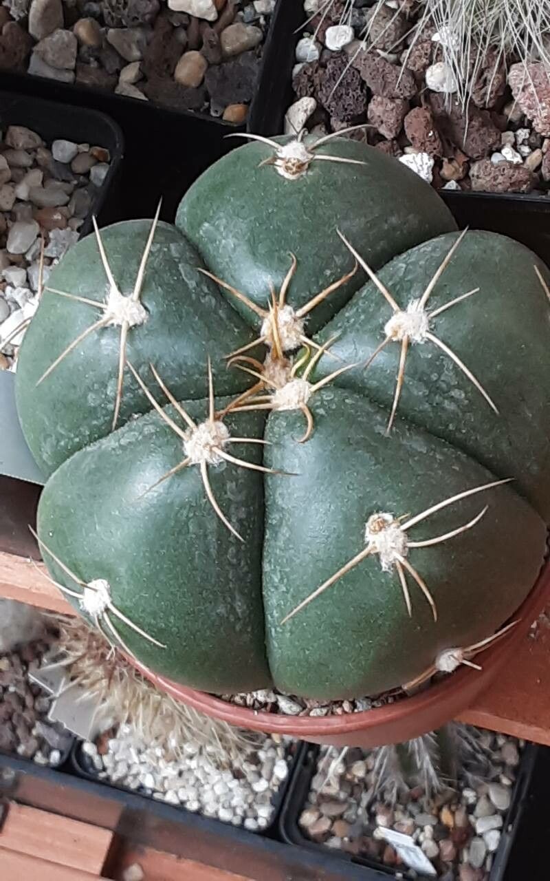 Gymnocalycium Horstii flower