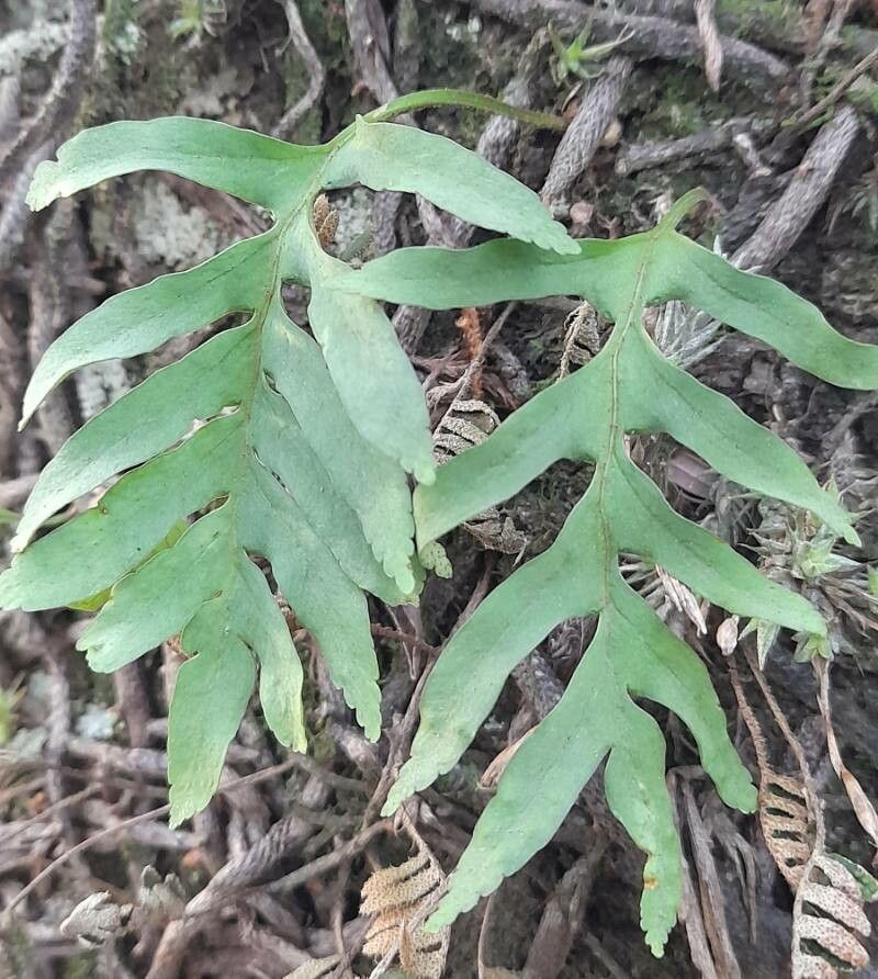 Phlebodium areolatum habit