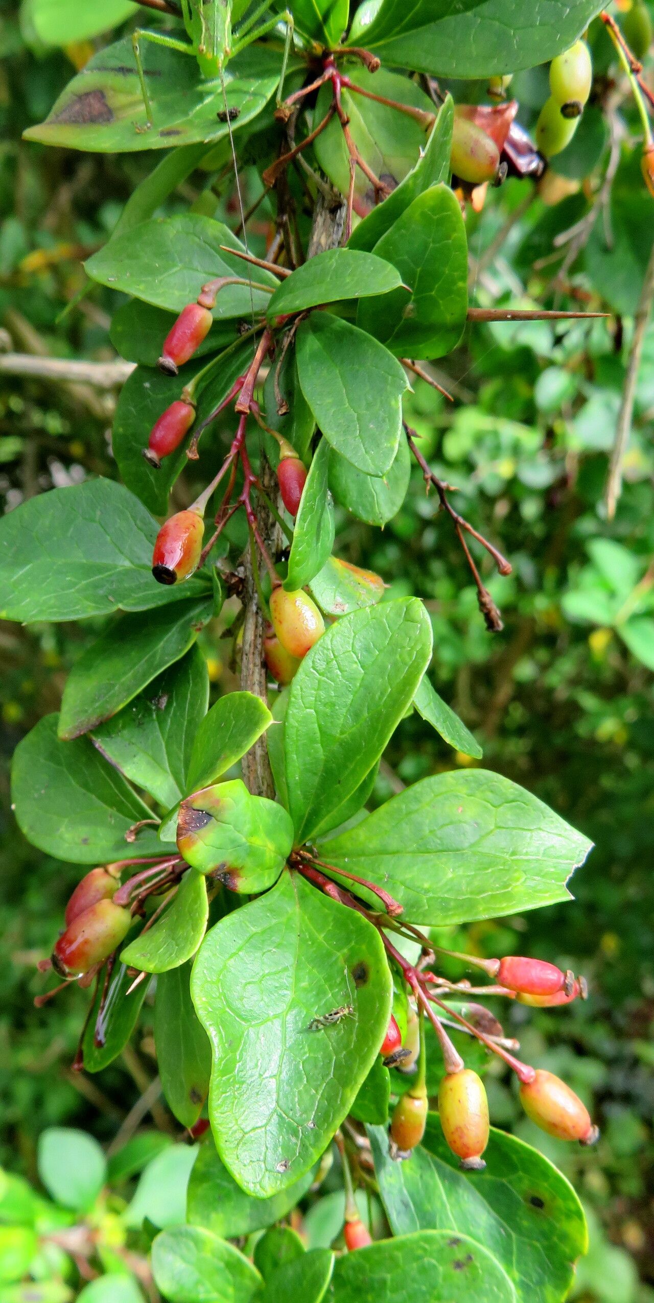 Berberis francisci-ferdinandi fruit