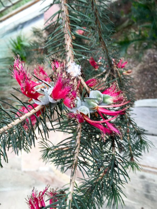 Melaleuca rupestris flower