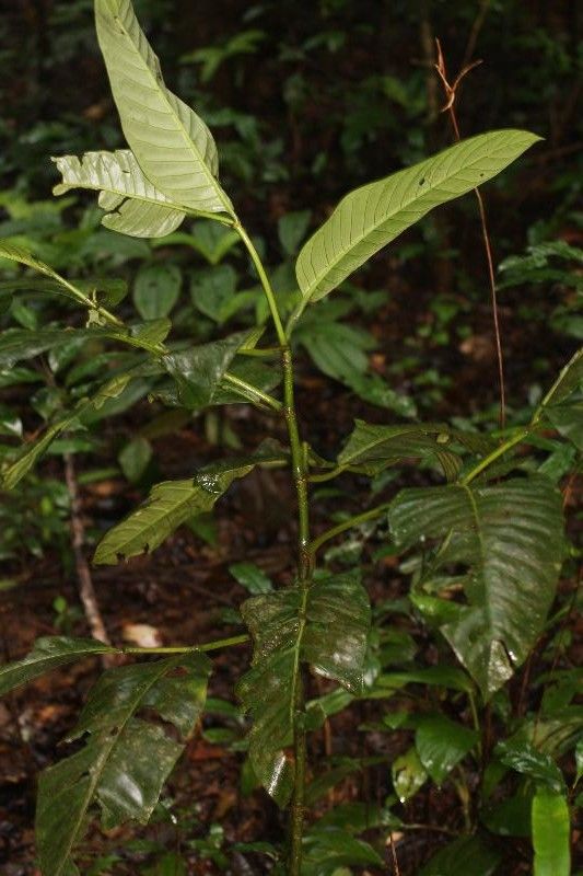 Piper augustum habit