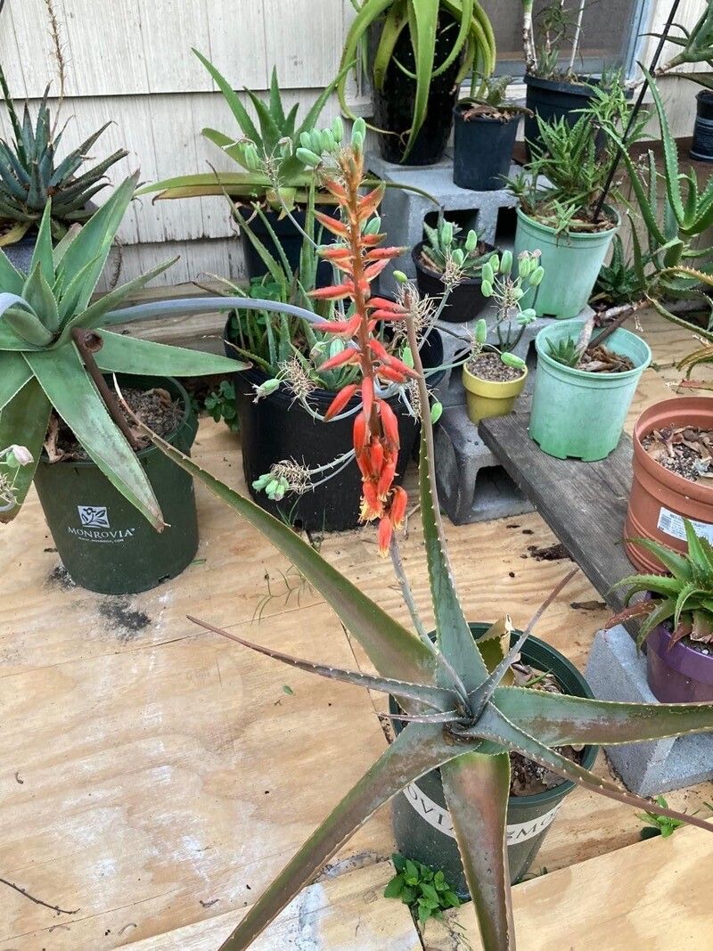 Aloe pseudorubroviolacea habit