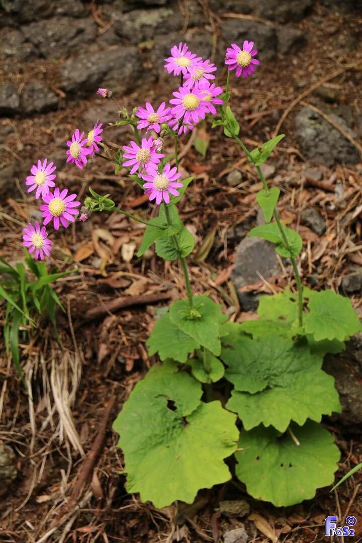 Pericallis tussilaginis habit