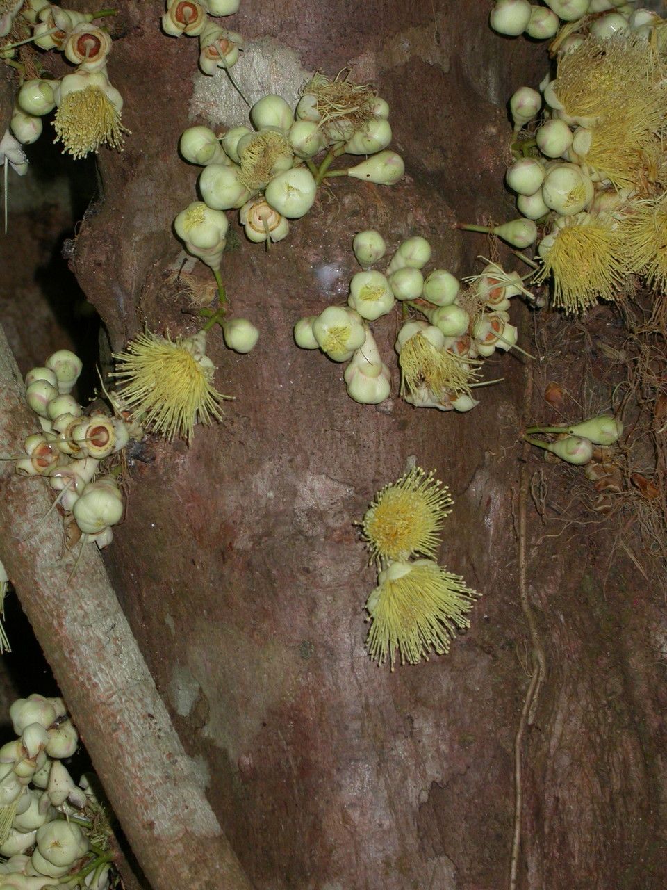 Syzygium cormiflorum — houseplant care guide