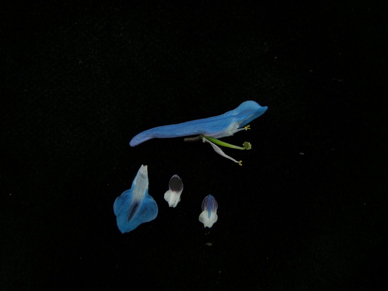 Corydalis cashmeriana habit