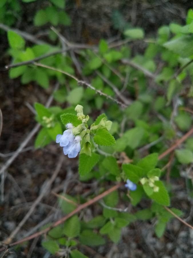 Salvia ballotiflora leaf