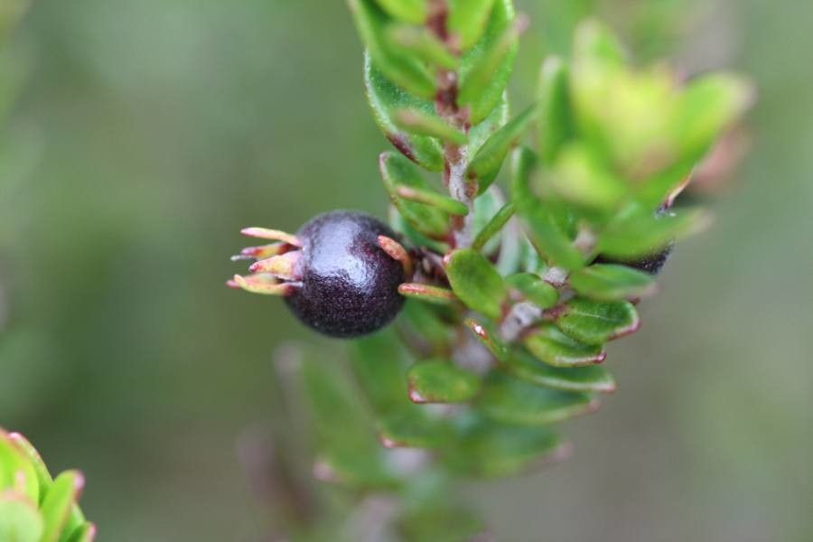 Myrtastrum rufopunctatum fruit