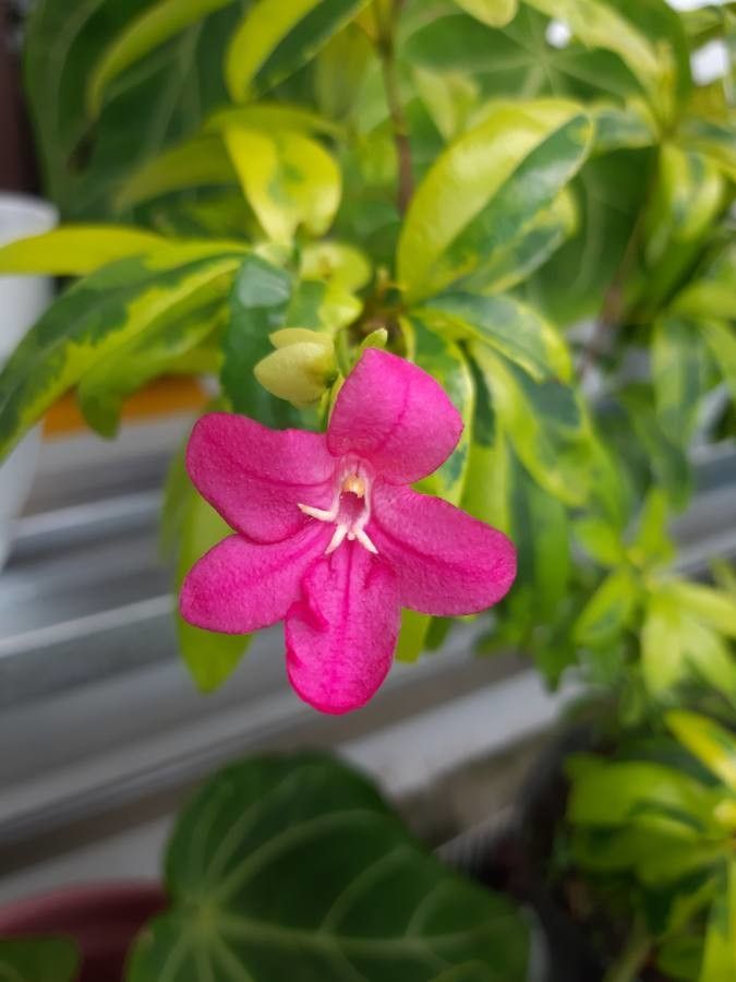 Ravenia spectabilis flower