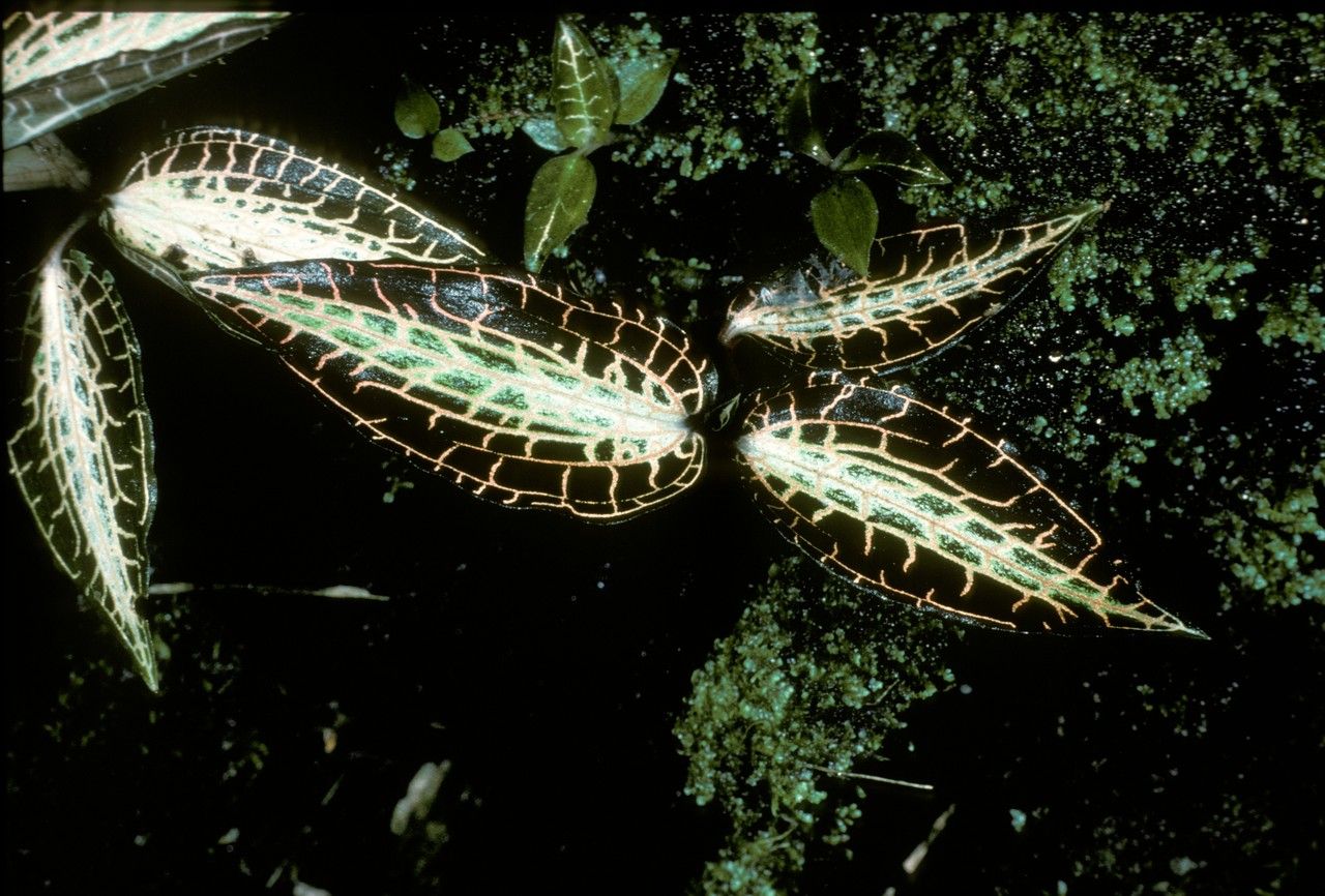 Anoectochilus roxburghii leaf