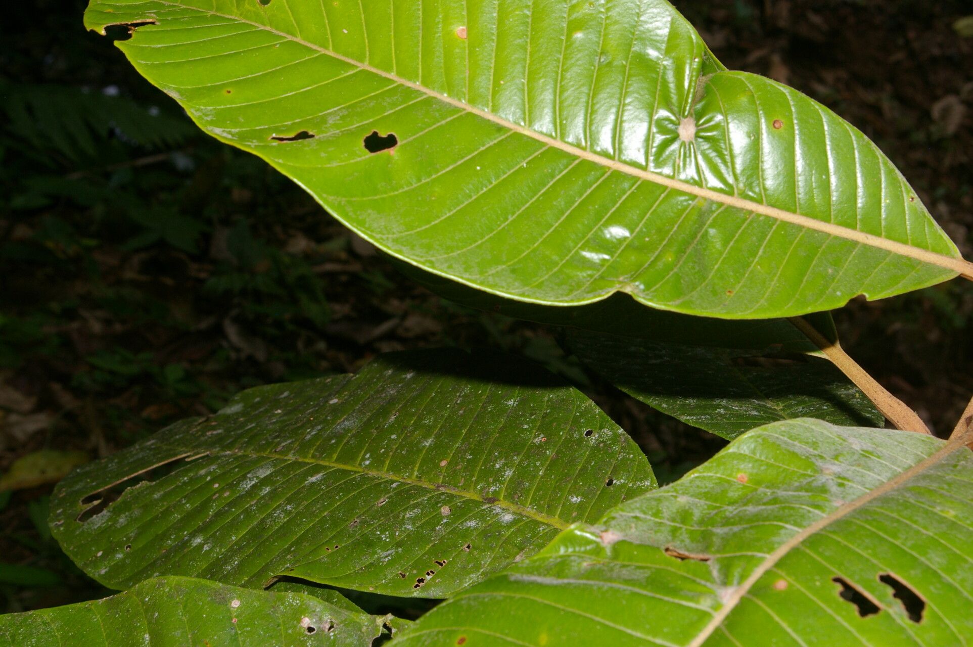 Pouteria silvestris — houseplant care guide