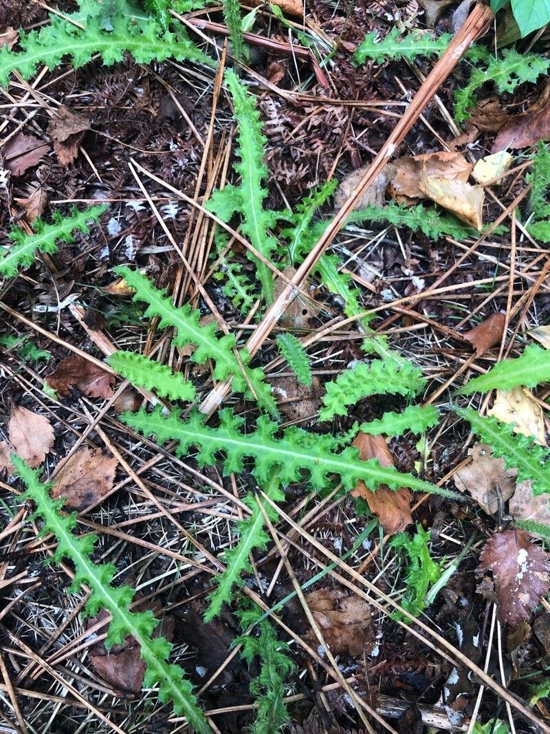 Cirsium filipendulum — search result for 'Cirsium'