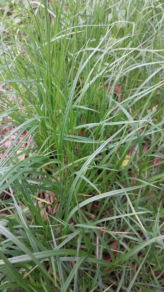 Carex diluta — houseplant care guide