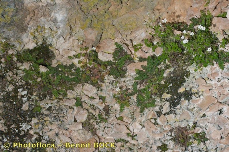 Asplenium hispanicum bark