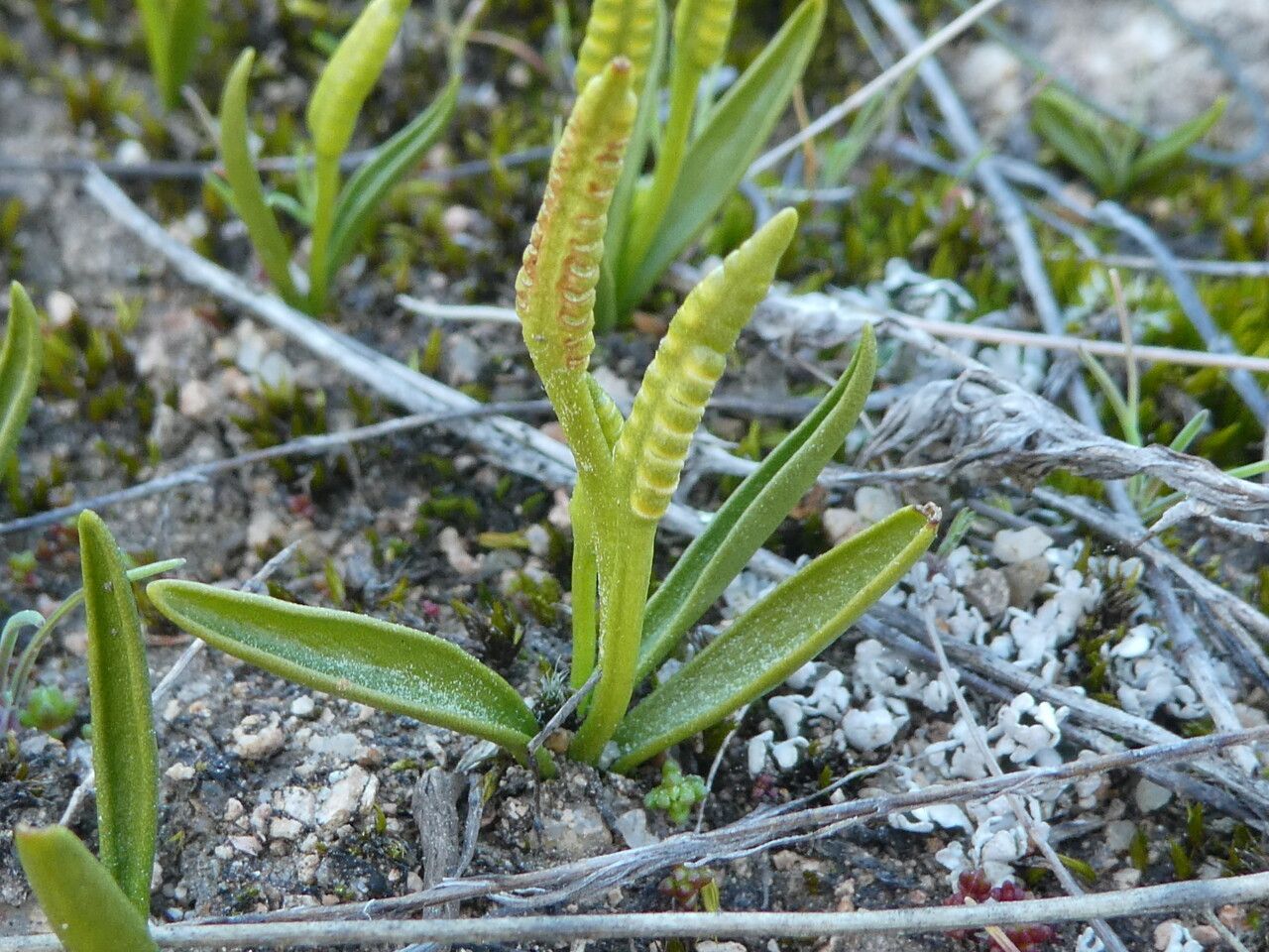 Ophioglossum lusitanicum flower