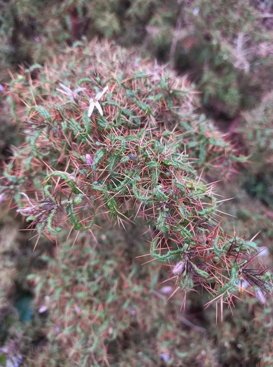 Solanum polyacanthos — houseplant care guide