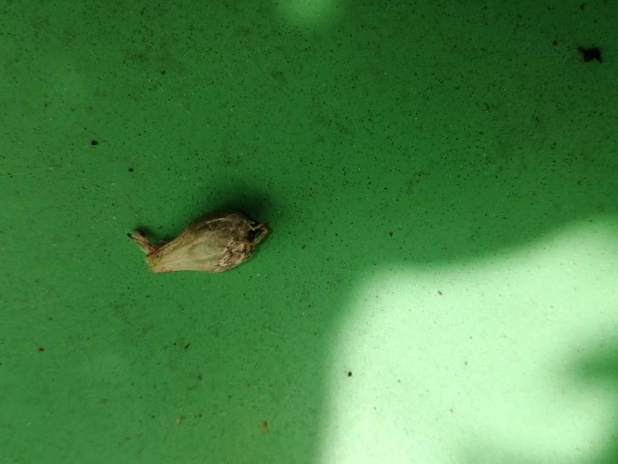 Viscaria vulgaris fruit