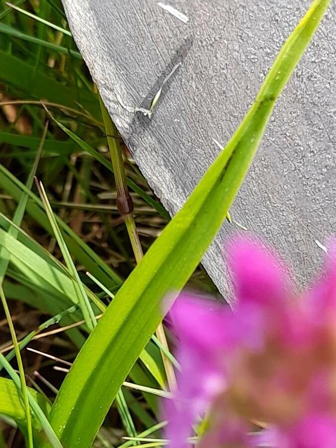 Gymnadenia borealis — related species from the same genus