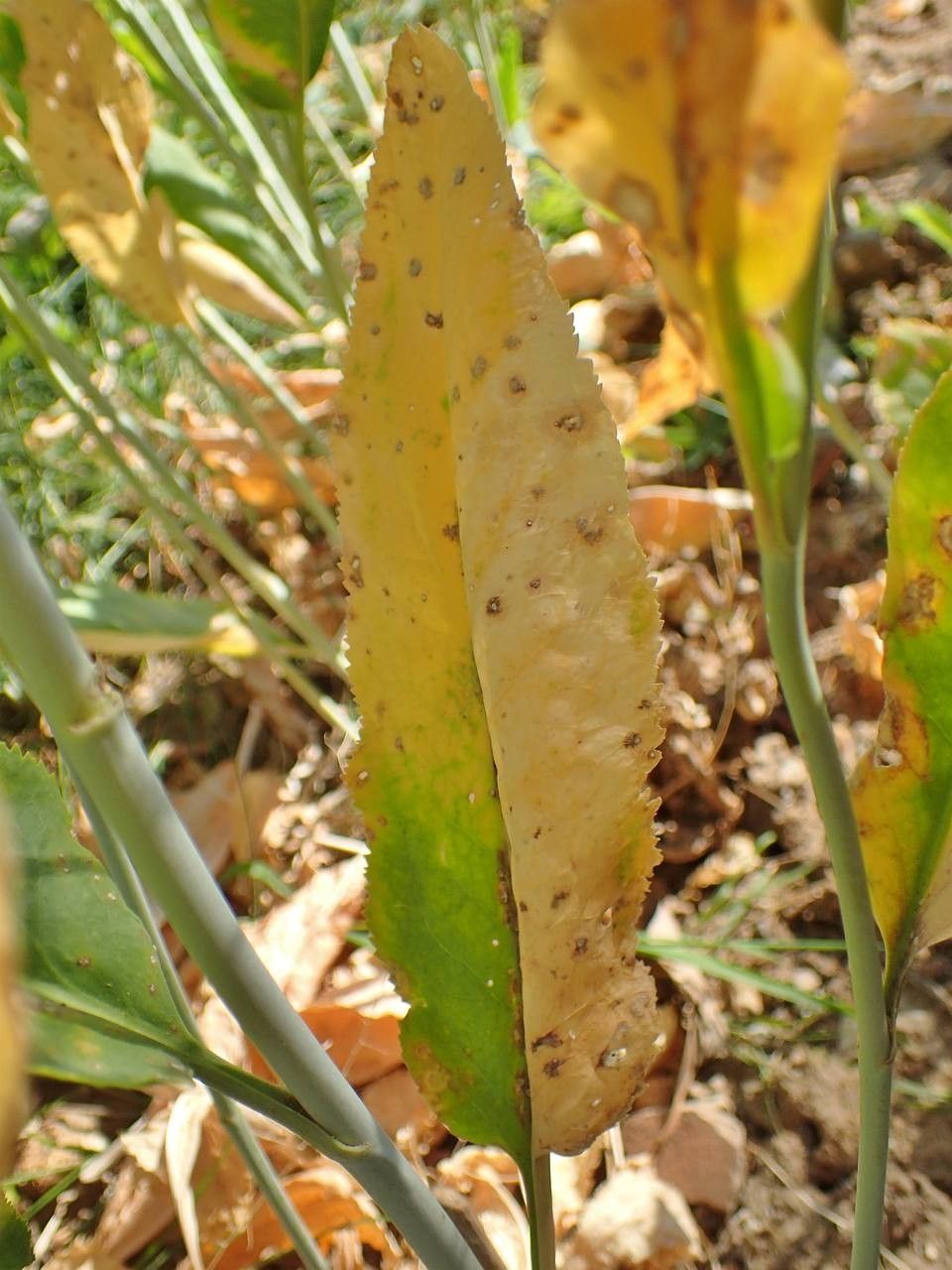 Lepidium latifolium leaf