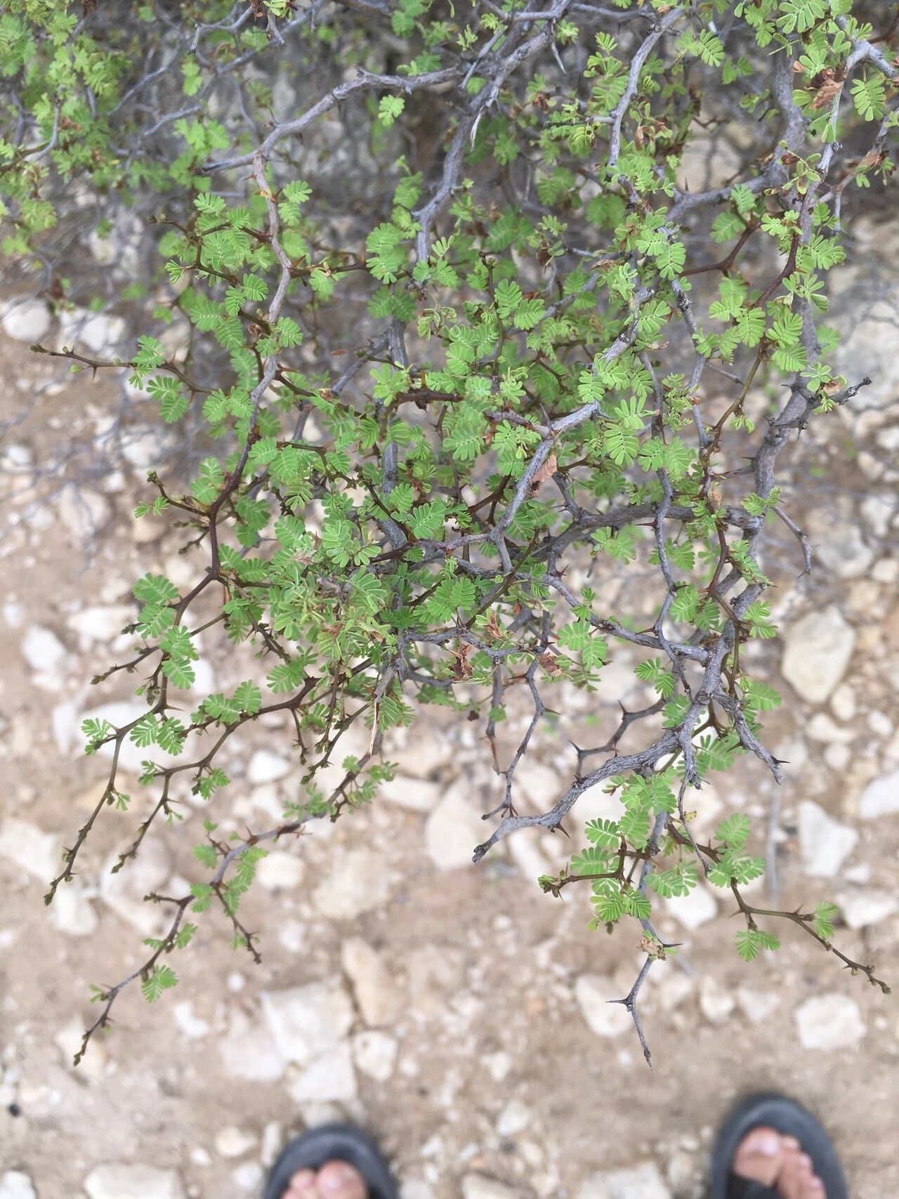Mimosa delicatula habit