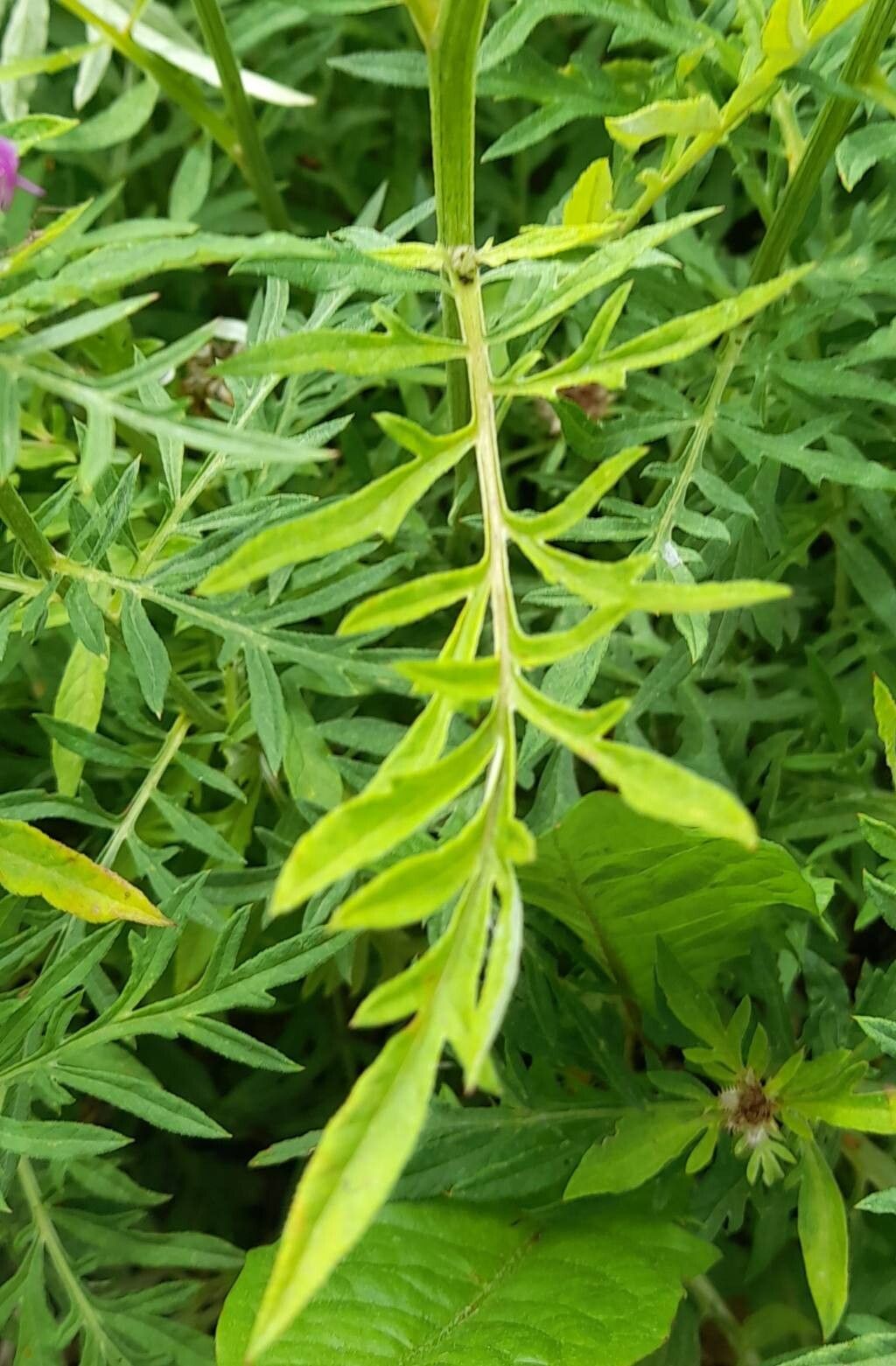 Psephellus transcaucasicus — houseplant care guide