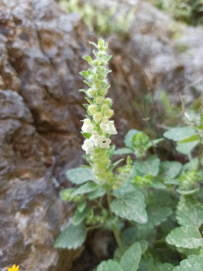 Scutellaria sieberi — houseplant care guide