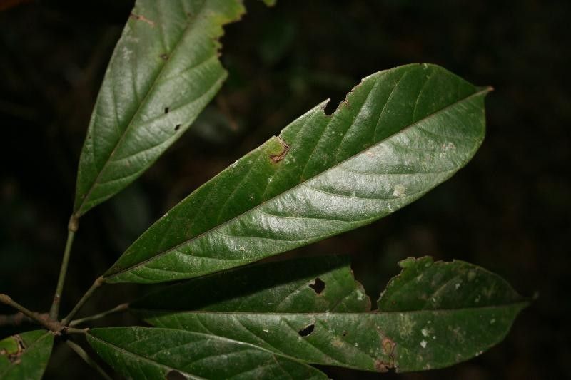 Catostemma fragrans — houseplant care guide