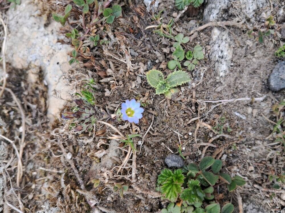 Gentiana prostrata flower