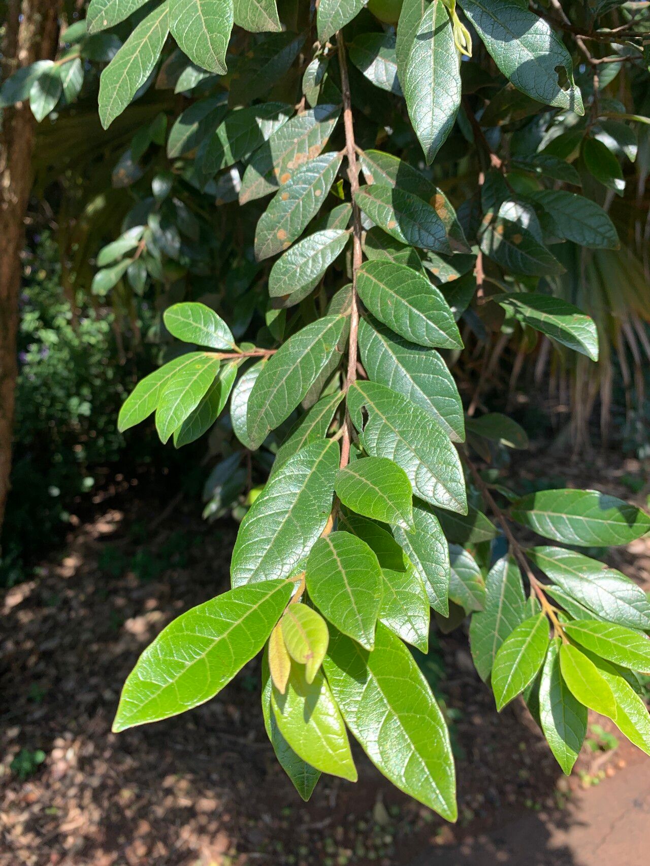 Campomanesia sessiliflora leaf