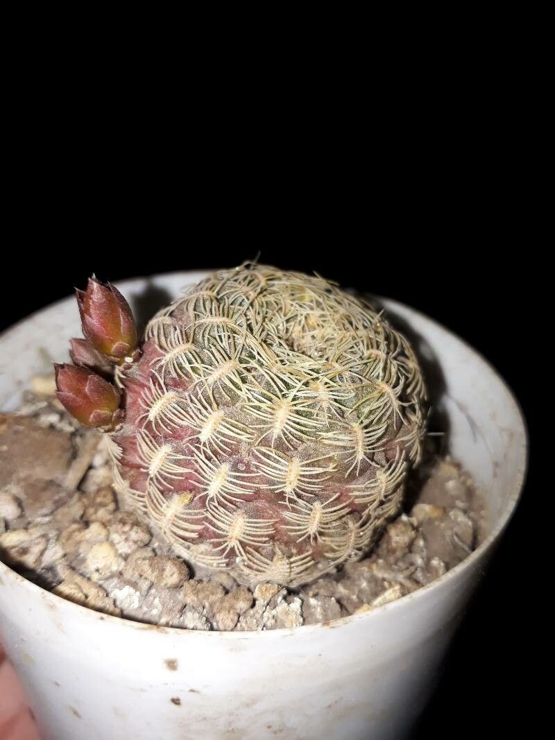 Rebutia arenacea leaf
