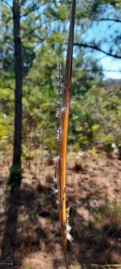 Erianthus trinii — related species from the same genus