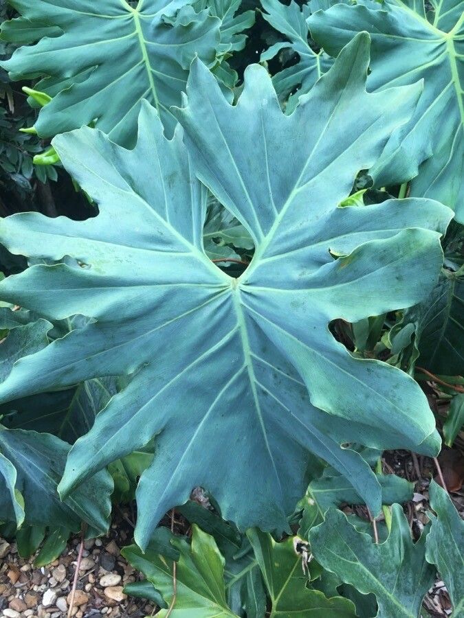 Thaumatophyllum saxicola leaf