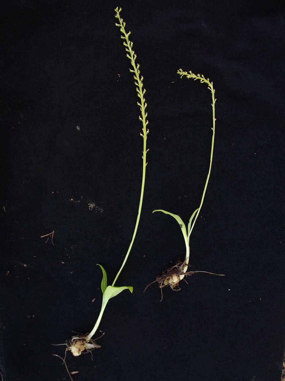 Malaxis muscifera habit