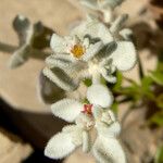 Tidestromia suffruticosa