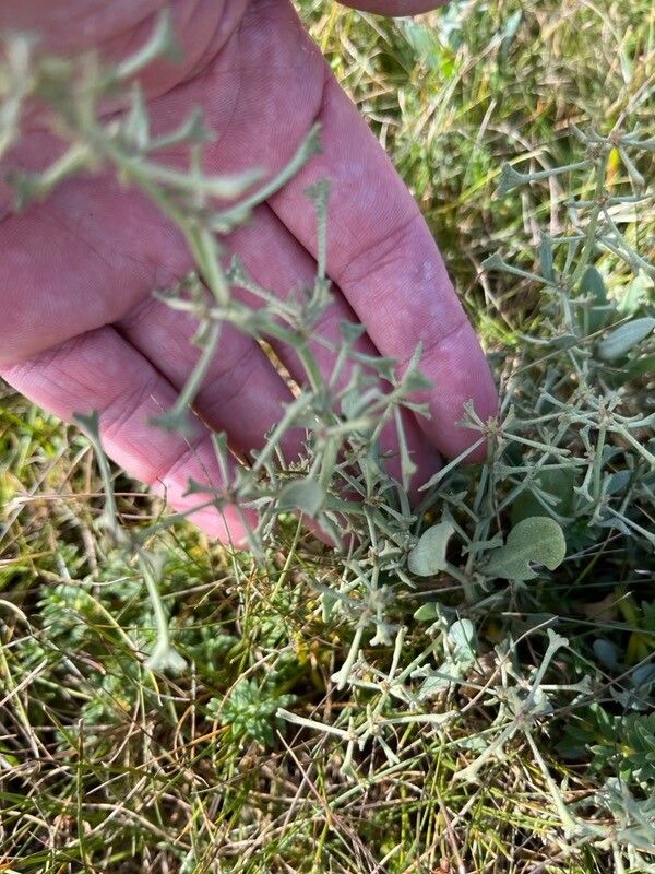 Atriplex pedunculata fruit